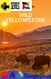 Wild Yellowstone – Temporada 1 (2015) Serie HD Latino – Ingles [WEB-DL] [1080p]