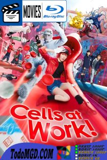 Cells at Work! (2024) Latino – Japones [BluRay Rip] [1080p]