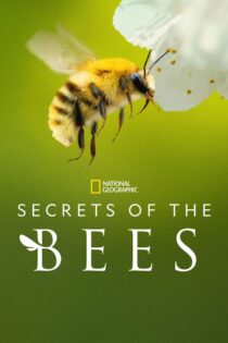 Los secretos de las abejas – Temporada 1 (2026) Serie HD Latino – Ingles [WEB-DL] [1080p]